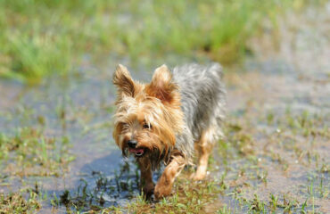 yard flooding yorkie